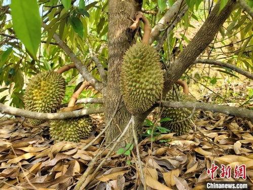 国产榴莲树采摘视频网