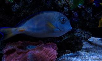 国产海水观赏鱼视频,探寻海洋之美，畅游生态画卷