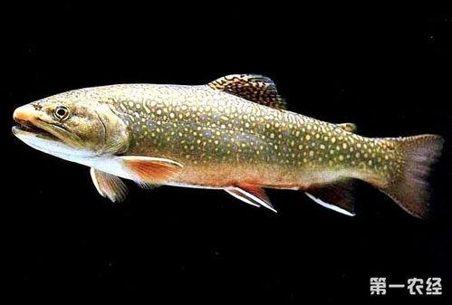 国产养殖红鳟鱼视频在线,从源头到餐桌的绿色之旅