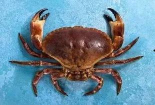 国产螃蟹可以杀红吗视频,视频教学带你轻松掌握