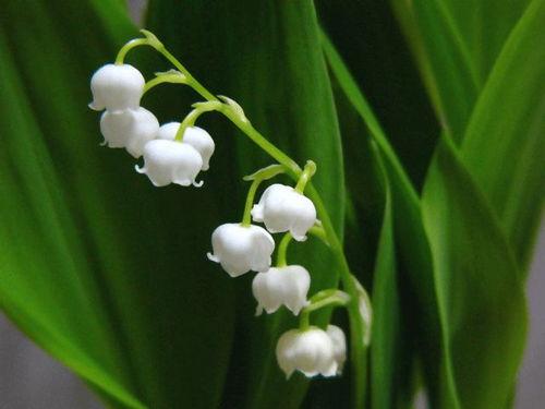 国产铃兰能养活吗视频,揭秘其生存与养护之道